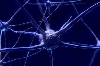 Descubren una molécula que regenera conexiones neuronales en moscas con Alzheimer