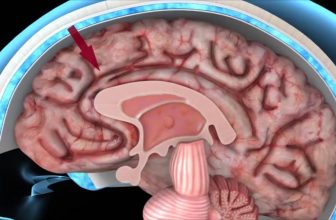 Descubierto un nuevo tipo de neurona en la amígdala relacionado con la empatía