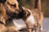 Nueva sección para nuestros amigos los animales