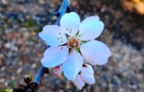 Meditación de Impermanencia – Nieves Casanova