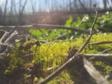 Nueva sección sobre naturaleza y medio ambiente