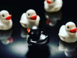 ¿Patito feo o cisne?